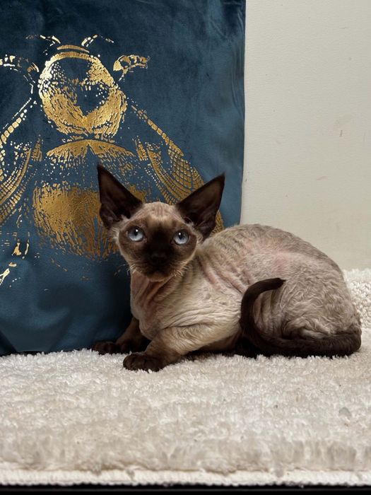 Devon rex point, kocur devon rex FPL, FIFE