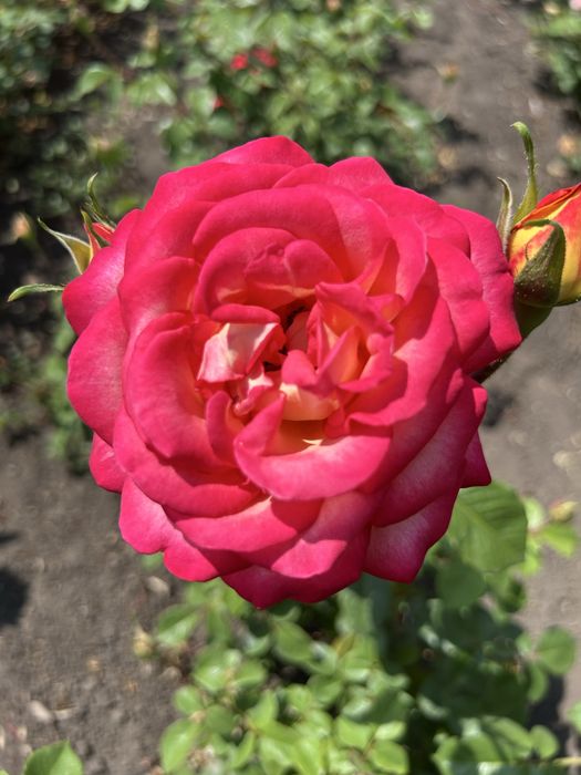 Набір троянд, 10 різних сортів 500грн