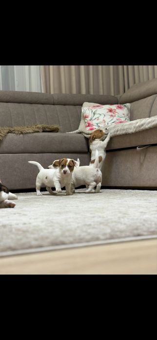 Pieski Jack Russell Terrier