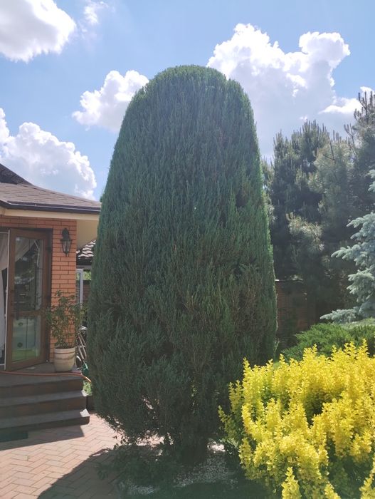 Обрізка дерев.Скарифікація газону.Стрижка..Ландшафтний дизайн.