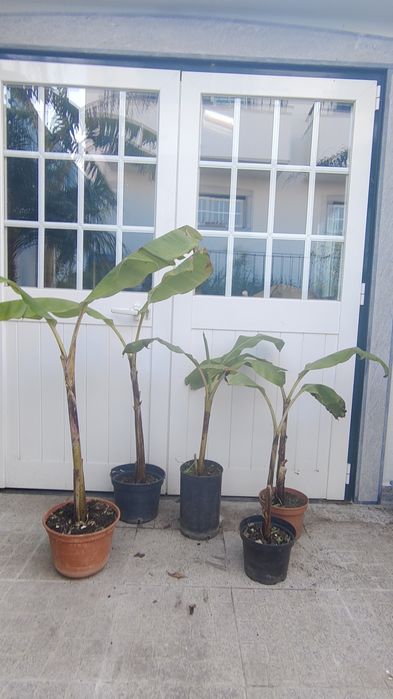 Bananeiras (tipo Palmeira) em Vaso