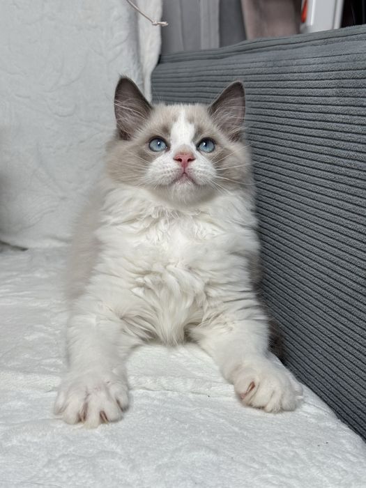 Kocur Ragdoll blue bicolour