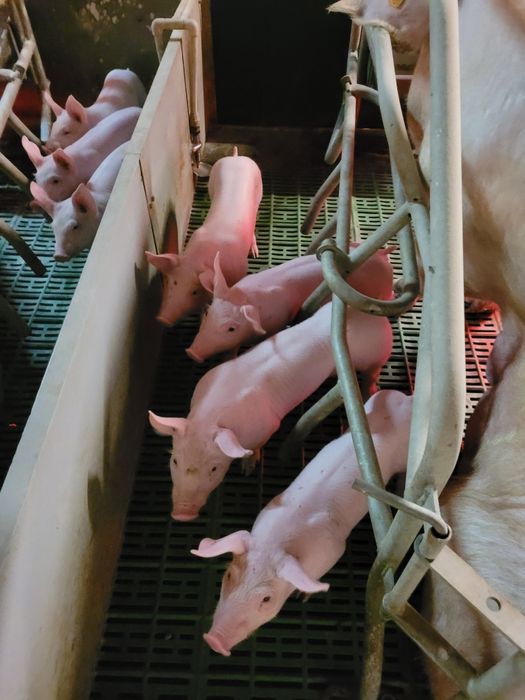 Поросята на відгодівлю