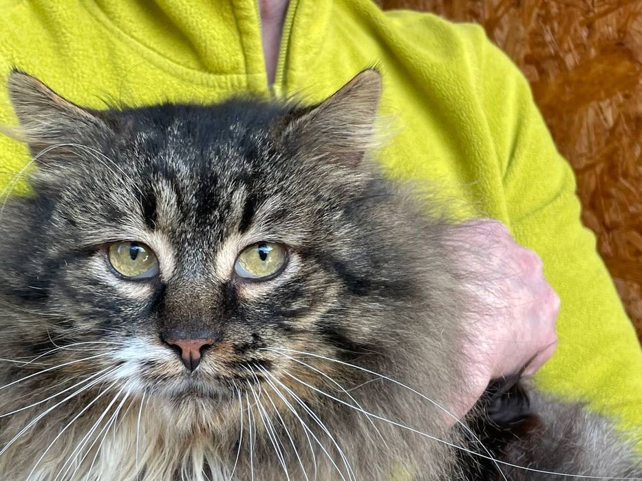 Величний кото-юнак Френк