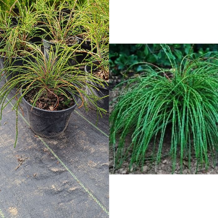 Туя Віпкорд горщик 3л