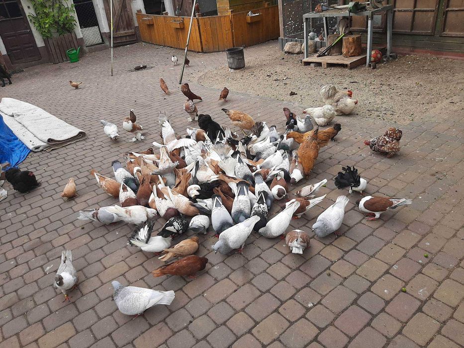 Gołębie ozdobne sprzedam