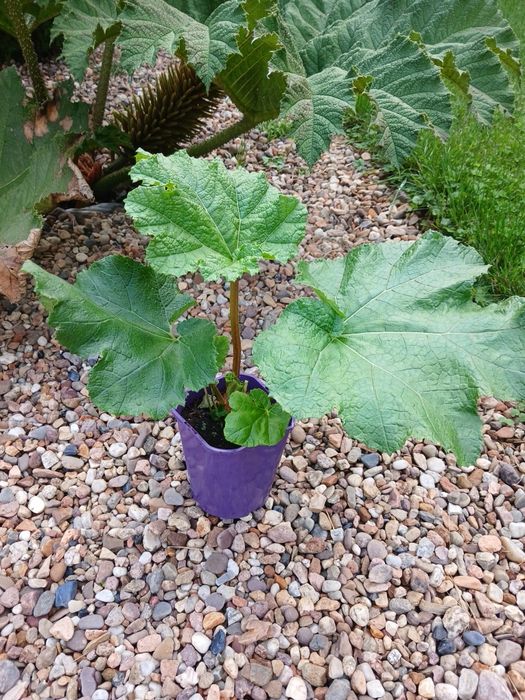 Gunnera Olbrzymia Przeplin Brazylijski sadzonka
