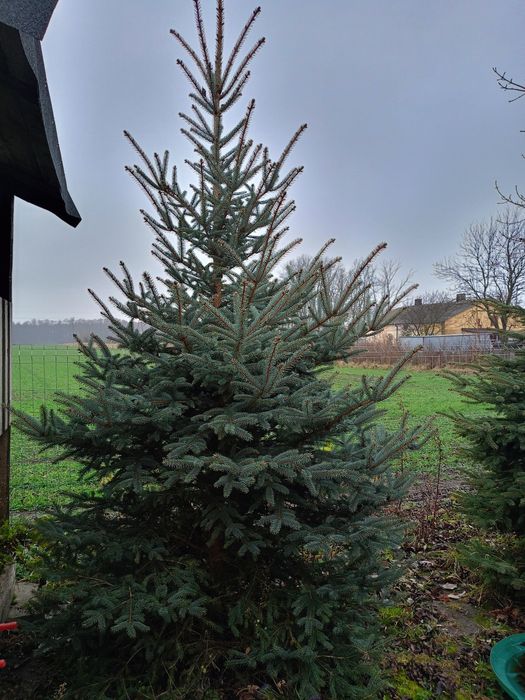 Choinka żywa w doniczce