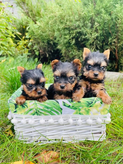 Йорики мажорики шукають мам і тат