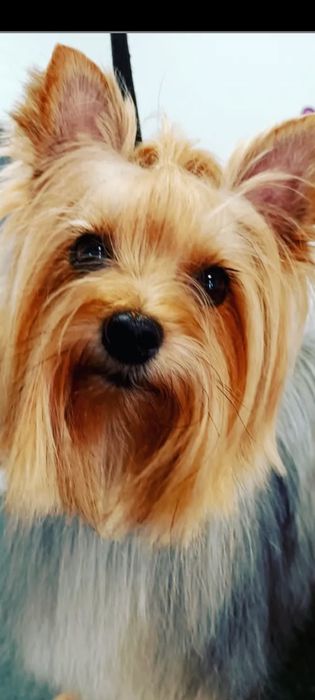 Yorkshire Terrier   fêmea