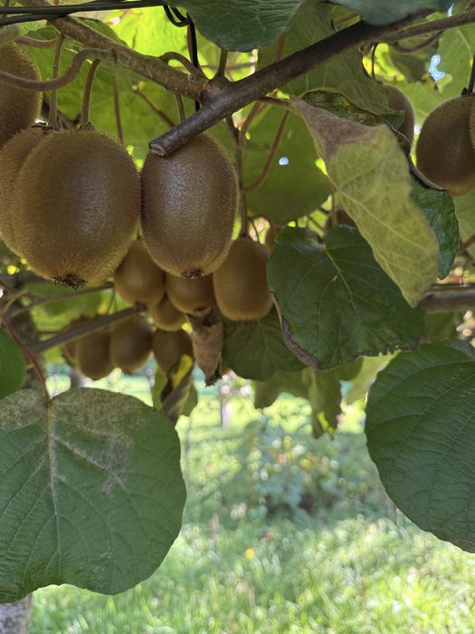 Kiwis amarelos e verdes biologicos