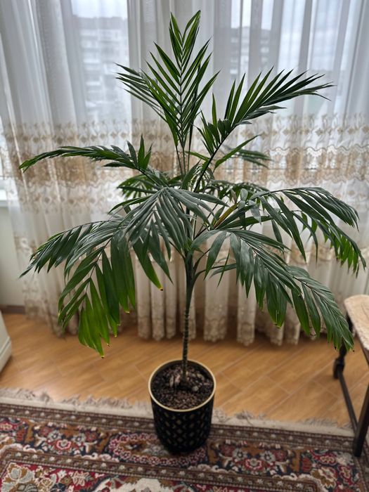 Кімнатна рослина Пальма