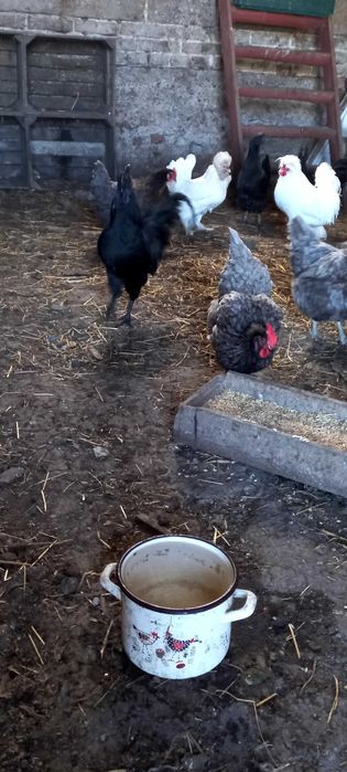 Sprzedam koguta Ayam cemani