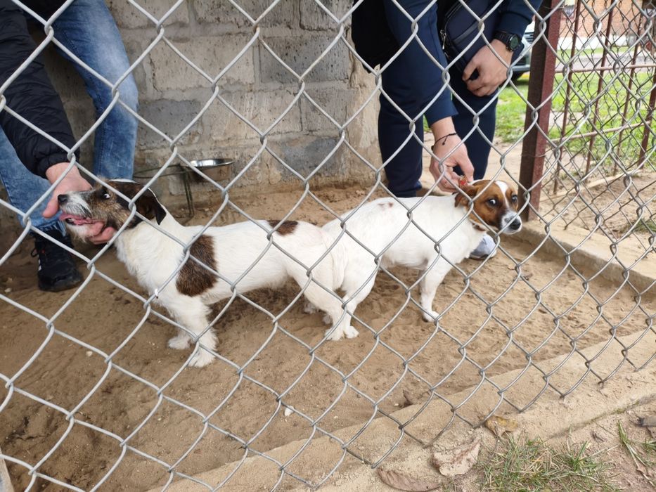 Pies Jack russell terrier reproduktor