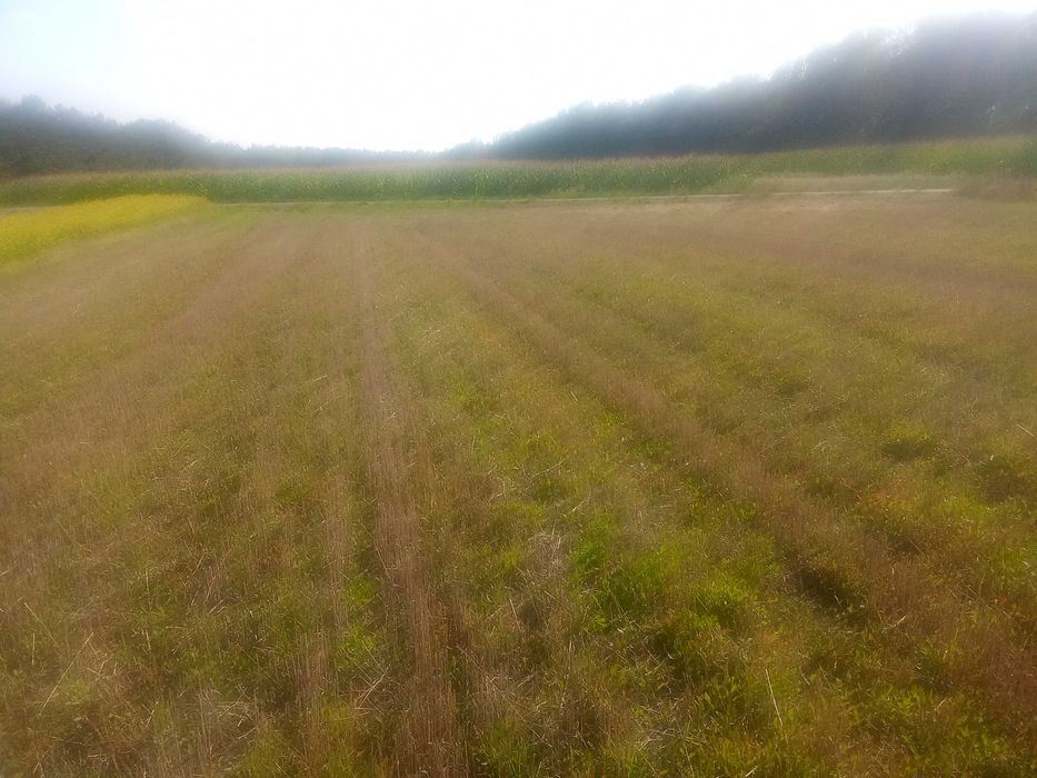 Działka budowlana 51 arów z widokiem na naturę – idealna pod dom i duży ogród