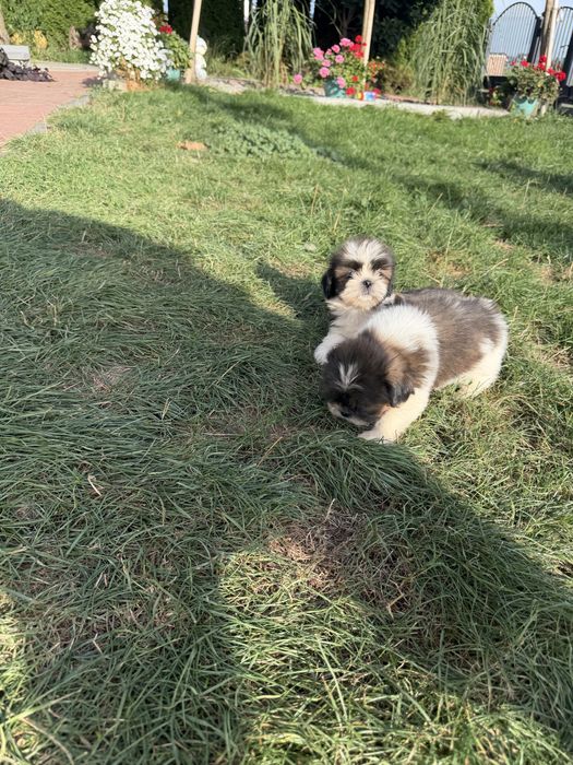 Śliczny Piesek Shih-Tzu Gotowy Do Odbioru,Metryka,Książeczka,Chip !!