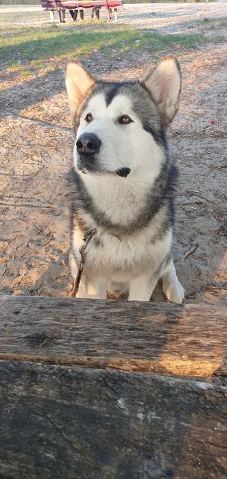 Віддам в добрі руки