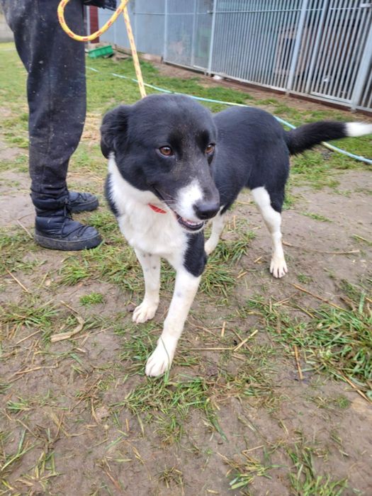 Piękny Olaf szuka domu