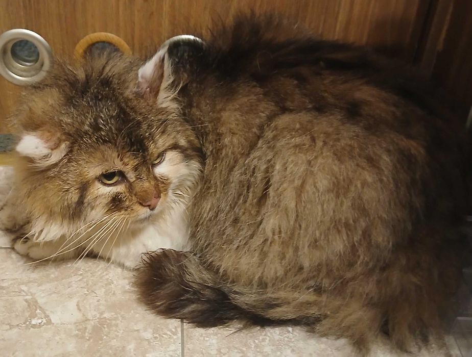 Sliczny puchty 10miesieczny kocurrek