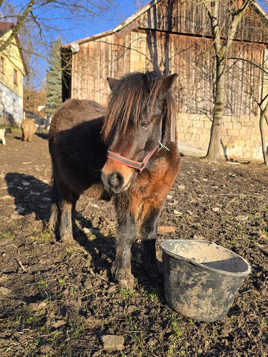 Kucyk klacz klaczka okazja