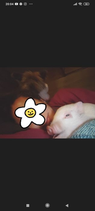 mini pigs- porco anão