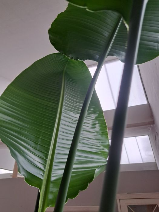 Strelicja nicolai 280 cm