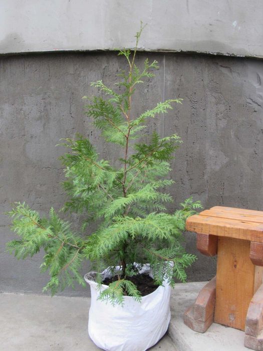 Саженцы красного дерева. Туя гигантская. Красный кедр [Thuja Plicata]