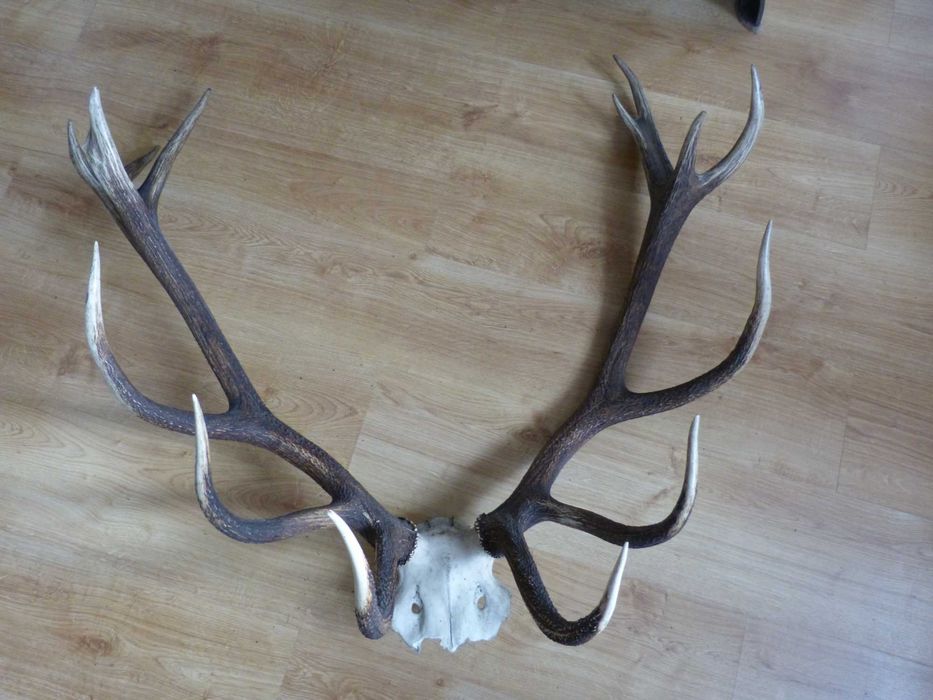 Poroże Byka i kozła sprzedam