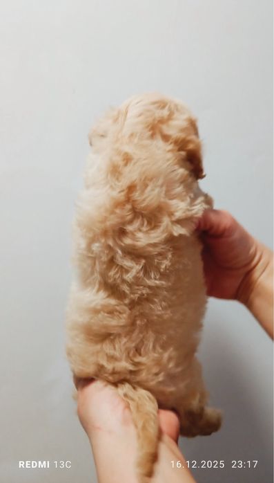 Малышка Мальтипу Ф1, девочка.