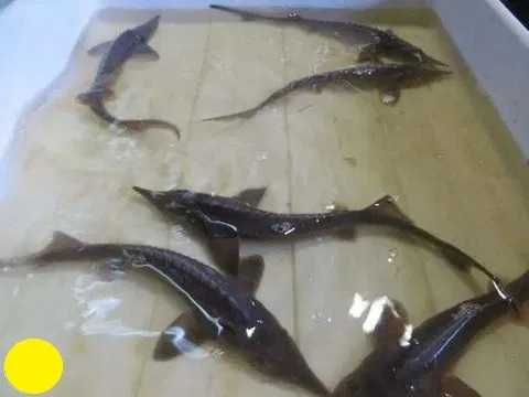 Karp Koj Koi narybek