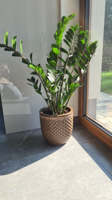 Zamiokulkas z donicą