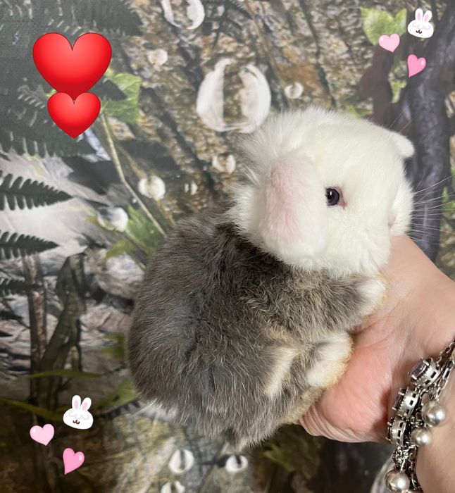 Kroliczki mini lop miniaturka hodowla zarejestrowana