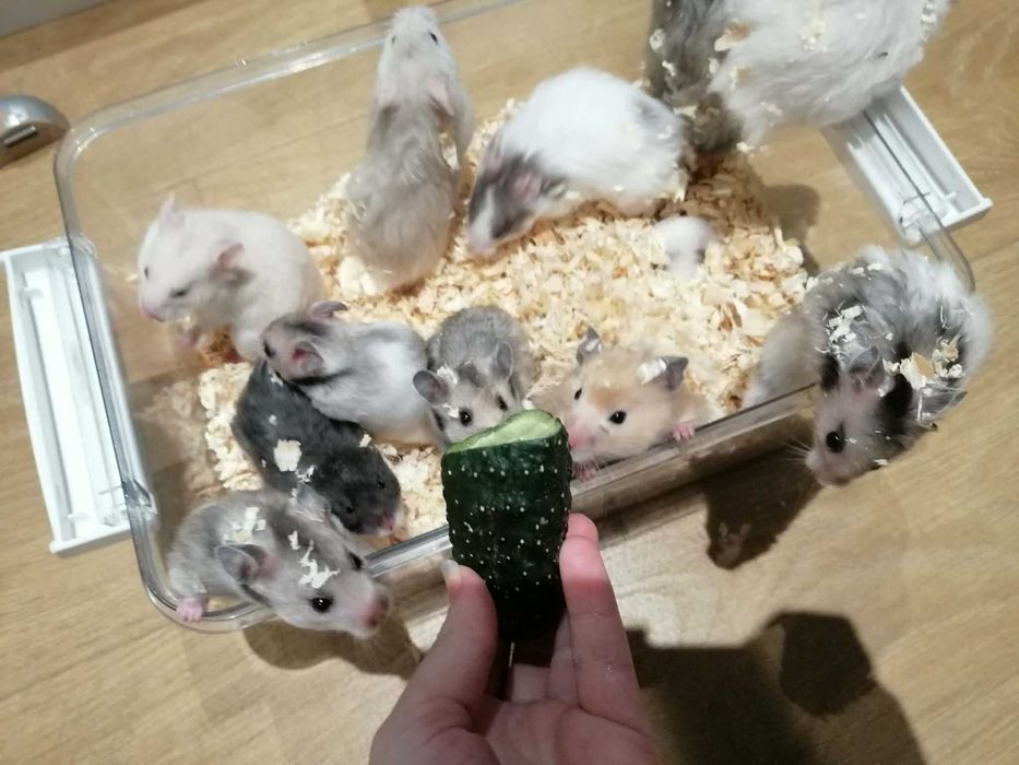 Chomik syryjski długowłosy oraz krotkowlosy