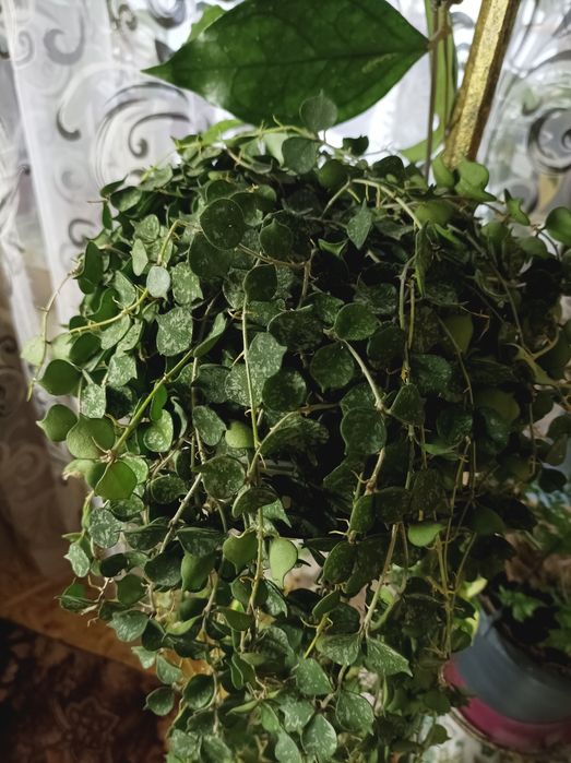 Хойя Куртісі  та інші цікаві сорти хой