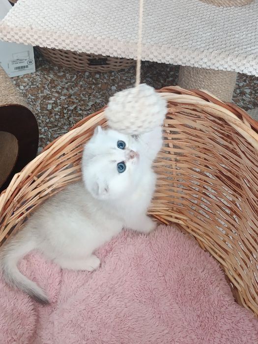 Шотландський муркотун
