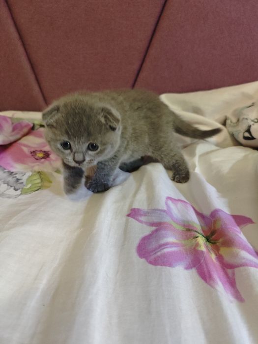 Шотландські  кошенята на бронювання
