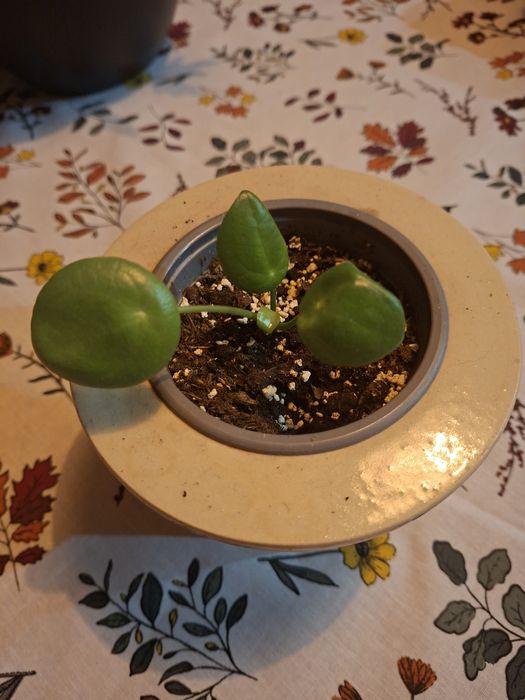 Pieniążek pilea roślinki