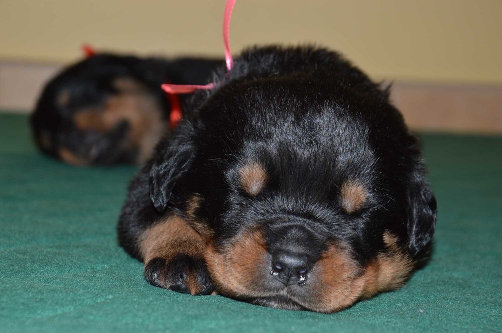 Rottweiler szczeniak suczka rezerwacja ZKwP Poznań