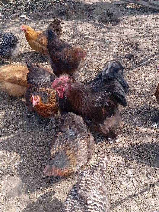 Sprzedam kury kochin olbrzymi