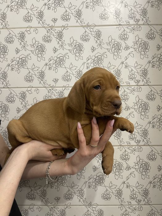 Угорська вижла дивовижні песики