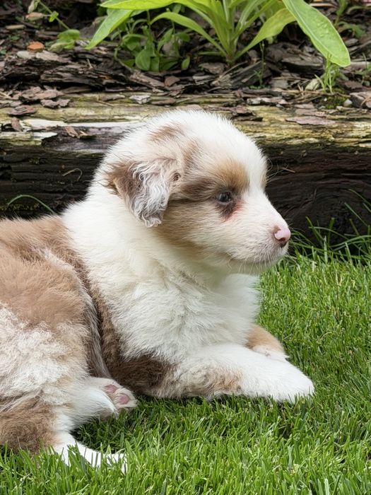 Samiec Red Merle Miniaturowy Owczarek Amerykański