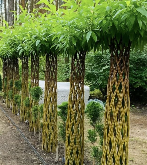 Wierzba pleciona,  wierzby,  Promocja