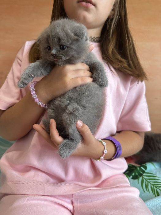 Британские котята