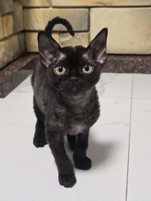 Devon rex FPL  kotka