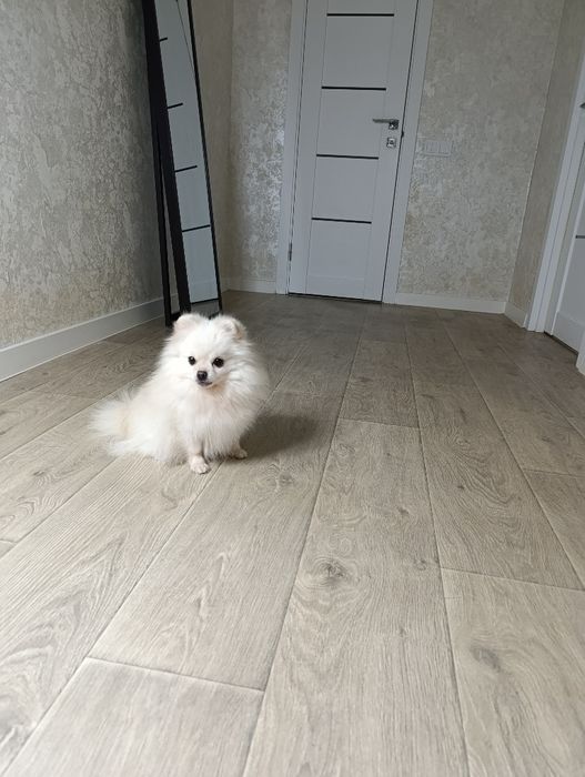 Доросла красуня шпіц