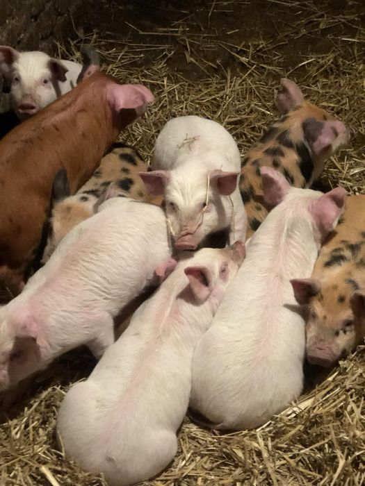 Продам поросята