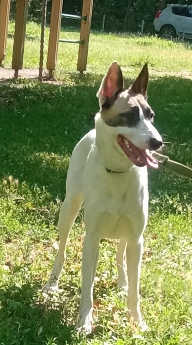 Ищем дом для собачки