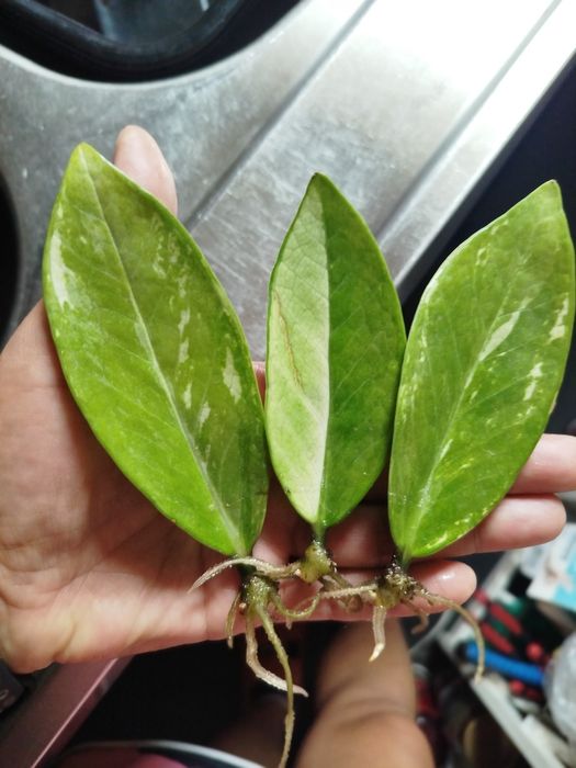 Zamiokulkas variegata
