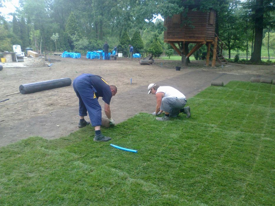 Trawnik z rolki - darń rolowana