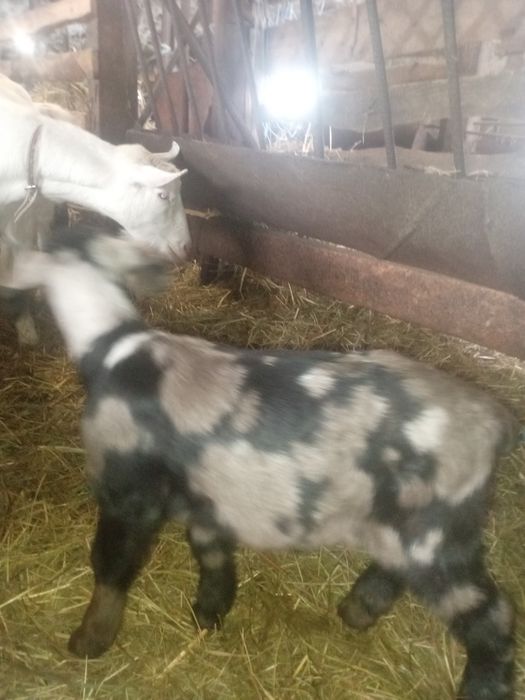 Ан/Нубійські козлики.